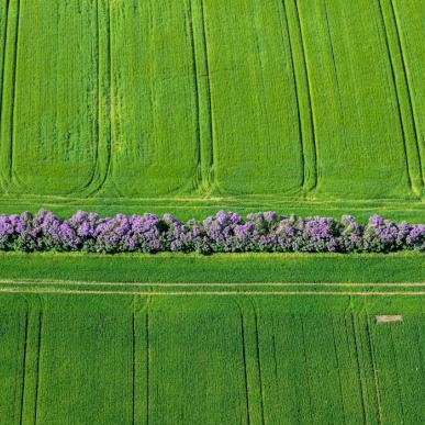 Südfünische | Fliedertage | Faaborg | Dänemark