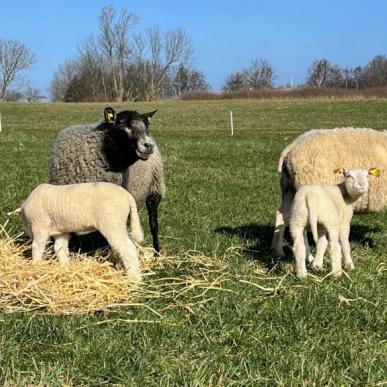 Fårets dag 2023 | Påskelam fra Avernakø Gårdbutik | Påskedage i Faaborg